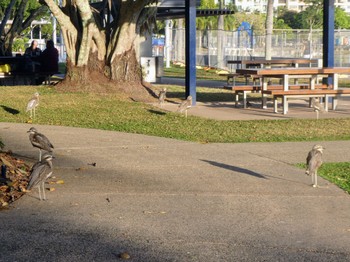 オーストラリアイシチドリ Esplanade(Cairns) 2022年8月10日(水)