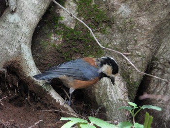 Varied Tit Saitama Prefecture Forest Park Mon, 8/15/2022