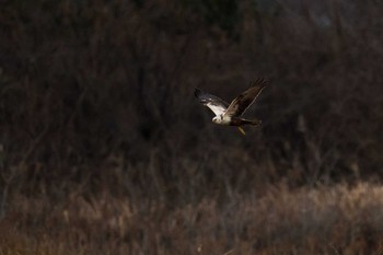 チュウヒ 山口県 山口市 2018年1月27日(土)