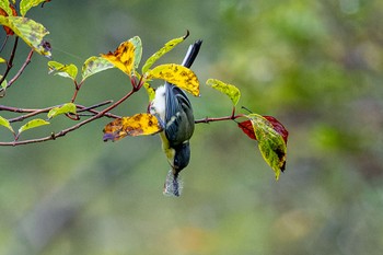 ヒガラ 段戸裏谷 2022年8月21日(日)