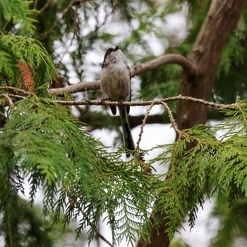 2022年8月25日(木) 山田池公園の野鳥観察記録