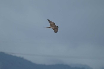 Peregrine Falcon 飯梨川河口(島根県安来市) Thu, 8/25/2022