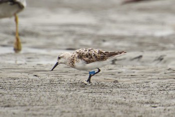 ミユビシギ ふなばし三番瀬海浜公園 2022年8月25日(木)