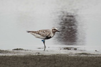 ダイゼン ふなばし三番瀬海浜公園 2022年8月25日(木)