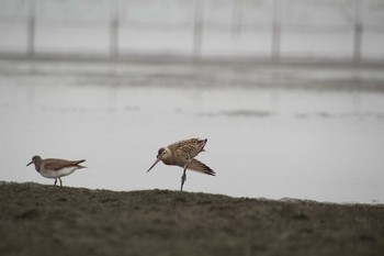 オオソリハシシギ ふなばし三番瀬海浜公園 2022年8月25日(木)