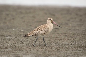 オオソリハシシギ ふなばし三番瀬海浜公園 2022年8月25日(木)