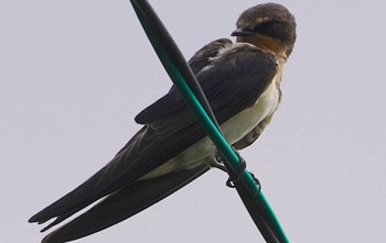 2022年8月25日(木) 恩智川治水緑地の野鳥観察記録