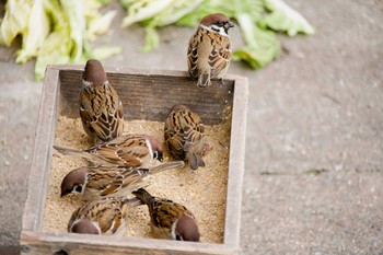 Eurasian Tree Sparrow 和歌山城 Wed, 1/24/2018