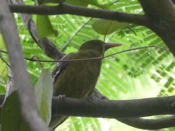 Yellow Oriole