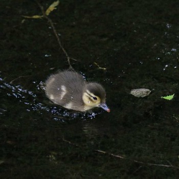 Mandarin Duck 上高地 Sun, 8/6/2017