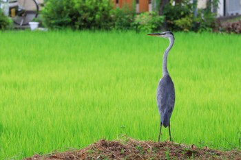 アオサギ 中郷温水池公園(三島市) 2022年8月25日(木)