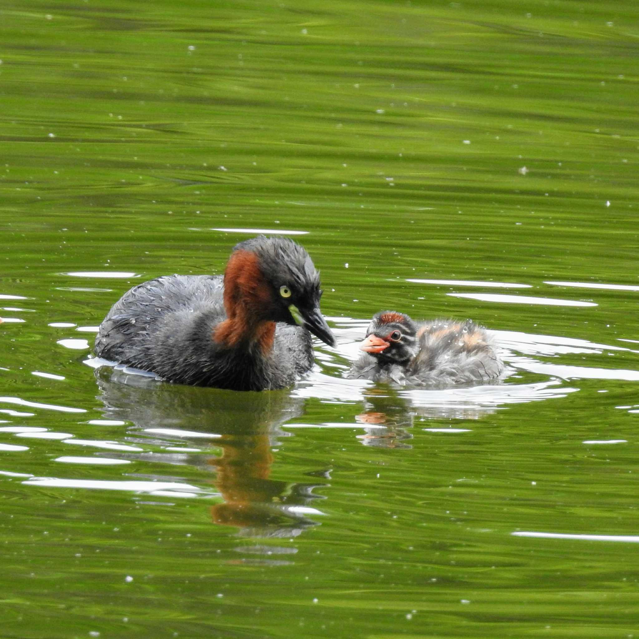 Photo of Little Grebe at Shakujii Park by はやぶさくん