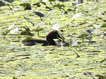 カイツブリ 泉の沼公園(江別市) 2022年8月25日(木)