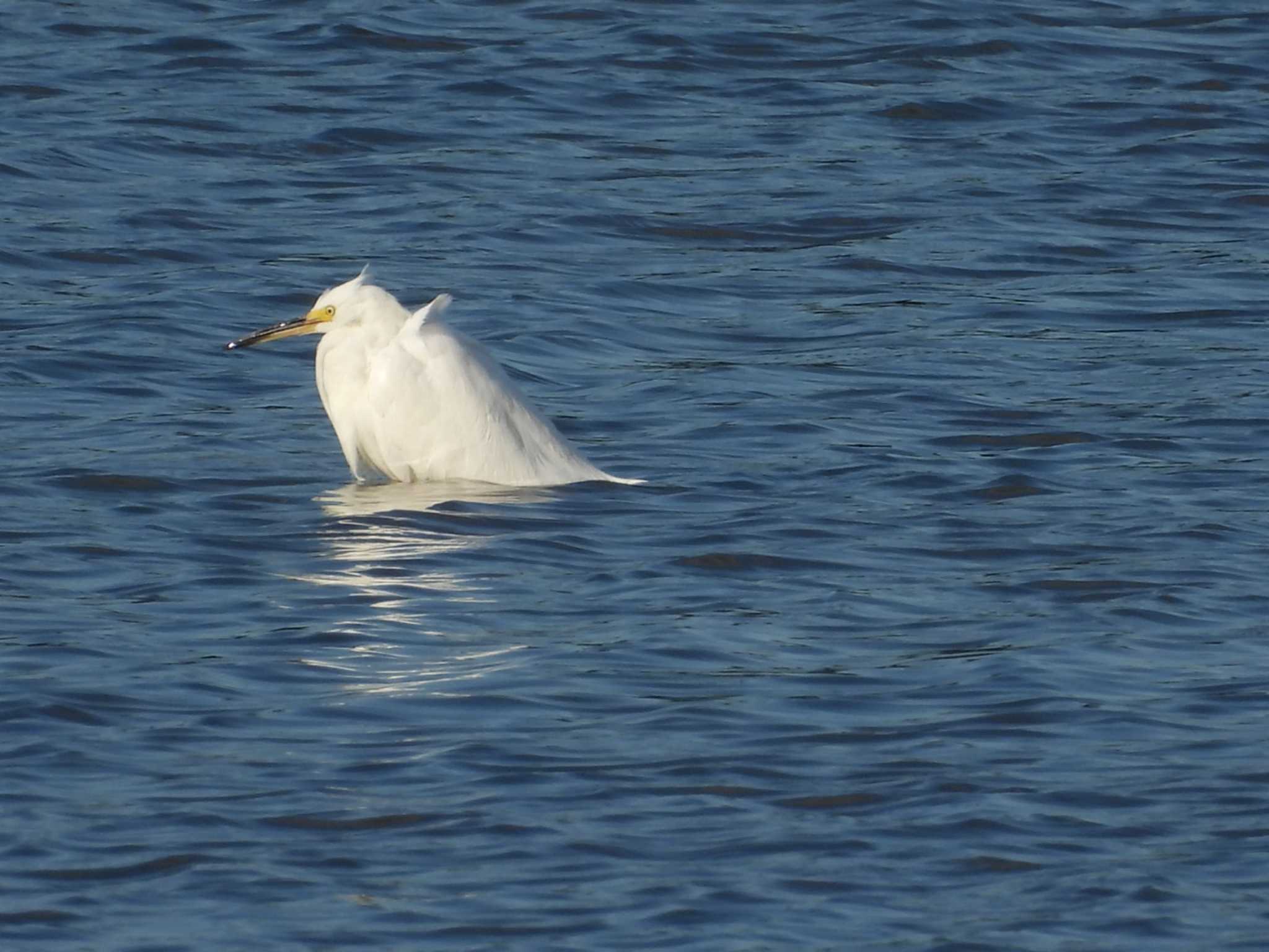 Photo of Snowy Egret at いしかり調整池(石狩調整池) by TAMACO