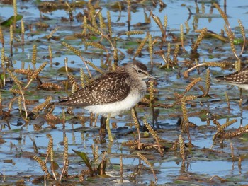 Wood Sandpiper いしかり調整池(石狩調整池) Thu, 8/25/2022