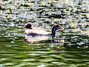 カイツブリ 三重湖公園 2022年8月25日(木)