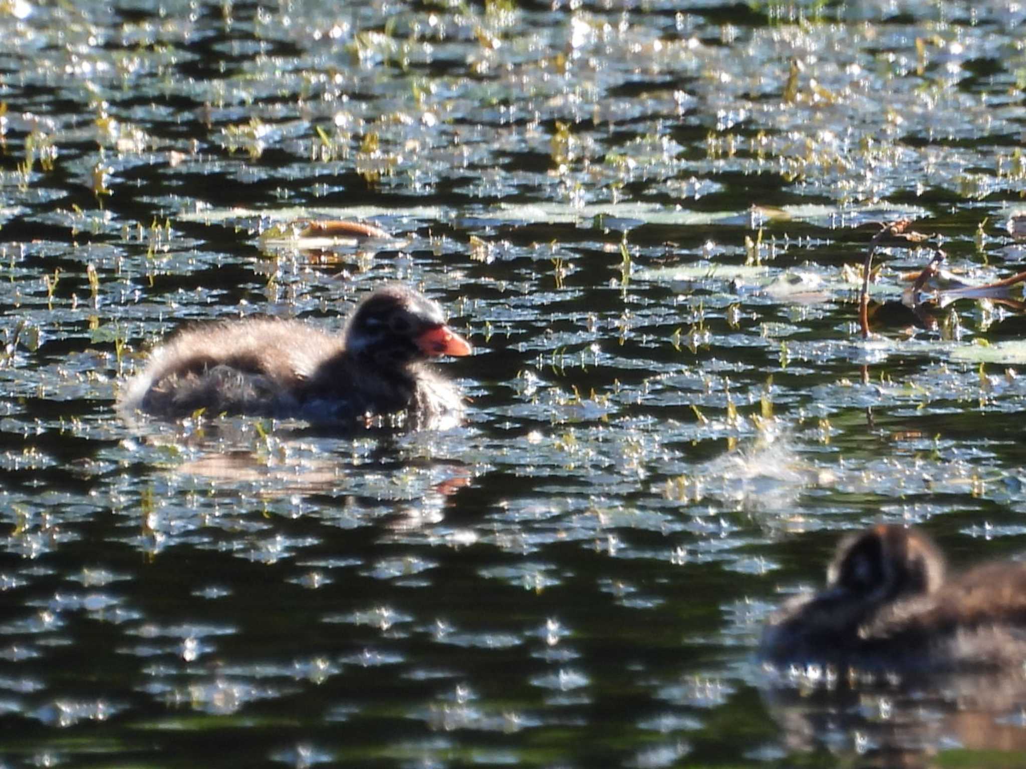 三重湖公園 カイツブリの写真 by TAMACO