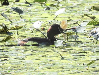 カイツブリ 泉の沼公園(江別市) 2022年8月25日(木)