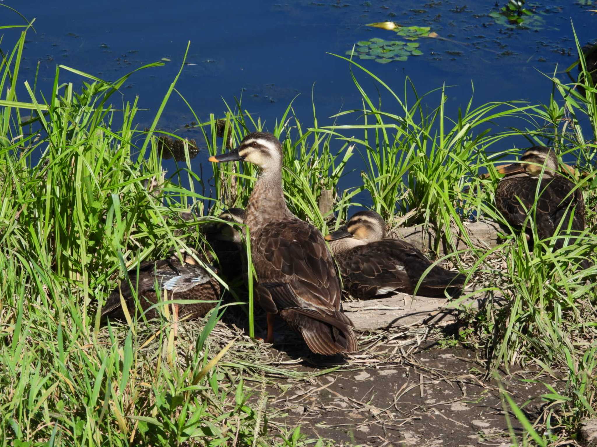 三重湖公園 カルガモの写真 by TAMACO