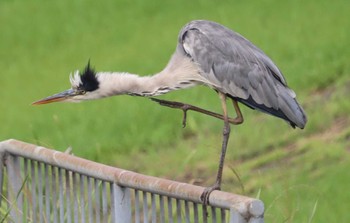 2022年8月25日(木) 勅使池(豊明市)の野鳥観察記録