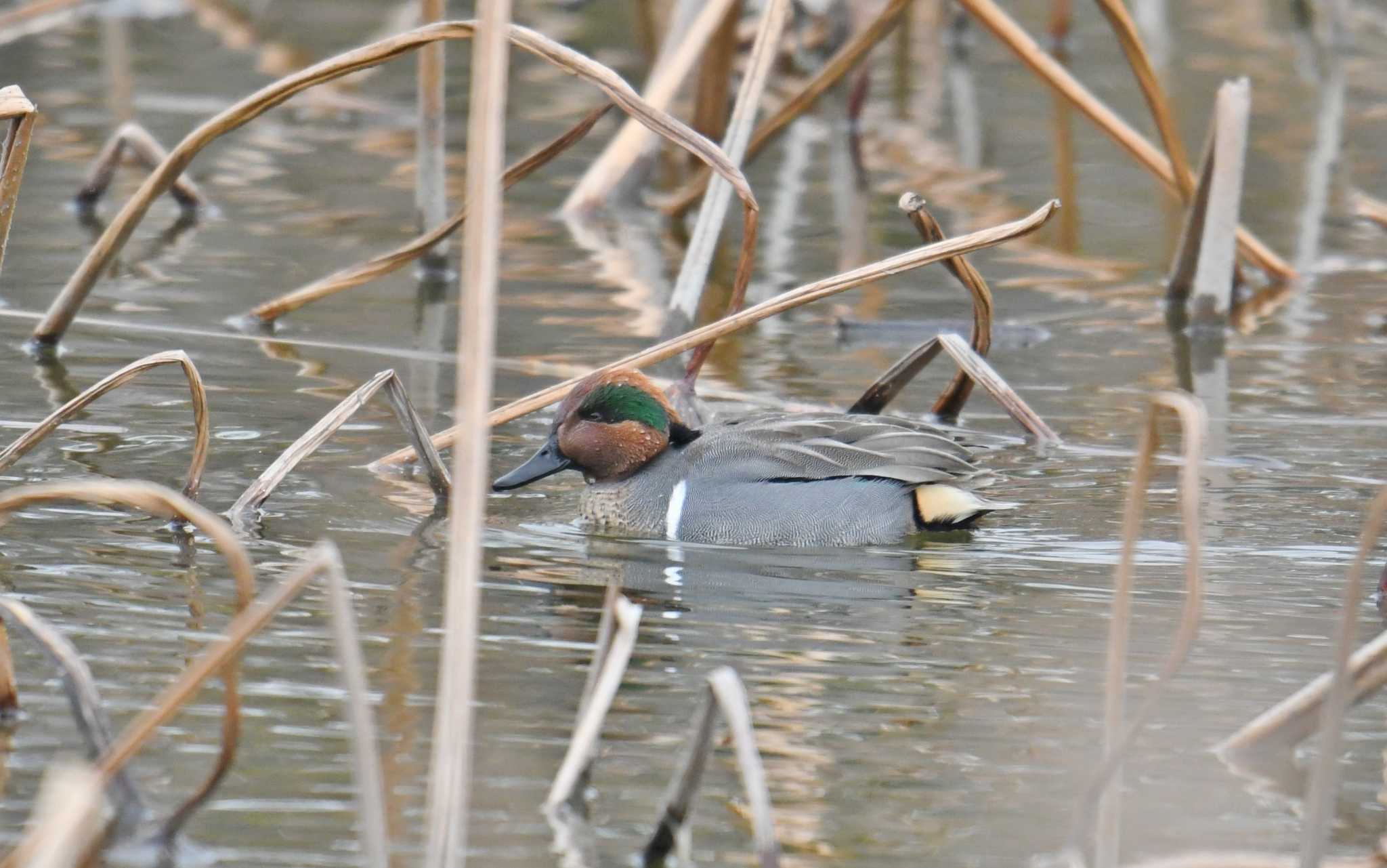 水元公園 コガモの写真 by あひる