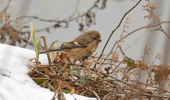 2018年1月28日(日) 水元公園の野鳥観察記録