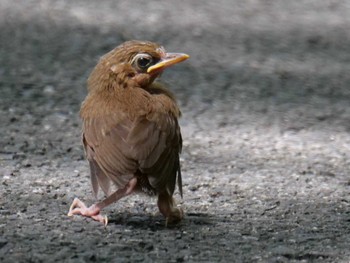 ガビチョウ 秩父 2021年8月11日(水)