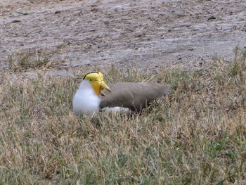 Masked Lapwing Centenary Lakes(Cairns) Thu, 8/11/2022