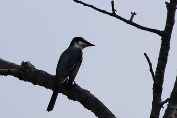 2022年8月26日(金) 鴨川の野鳥観察記録