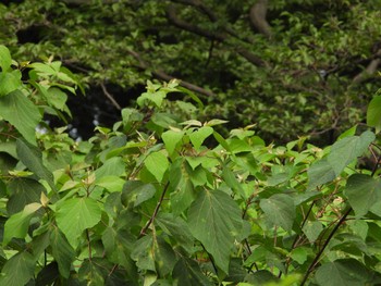 Warbling White-eye 野火止緑道 埼玉県新座市 Mon, 8/15/2022