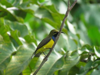 Ornate Sunbird インドネシア　 Unknown Date