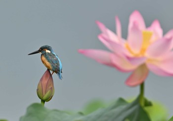 Fri, 8/26/2022 Birding report at 明見湖