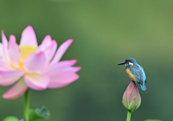 Common Kingfisher 明見湖 Fri, 8/26/2022