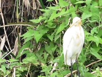 2022年8月26日(金) 江津湖の野鳥観察記録