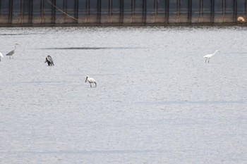 2022年8月26日(金) いしかり調整池(石狩調整池)の野鳥観察記録