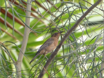 Dusky Myzomela Centenary Lakes(Cairns) Wed, 8/10/2022