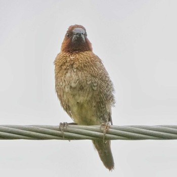 Scaly-breasted Munia Khao Mai Keao Reservation Park Mon, 8/22/2022