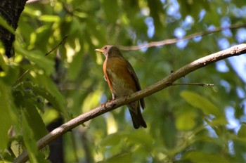 アカハラ 久宝寺緑地公園 2022年4月30日(土)