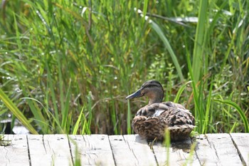 Mallard 明見湖 Fri, 8/26/2022