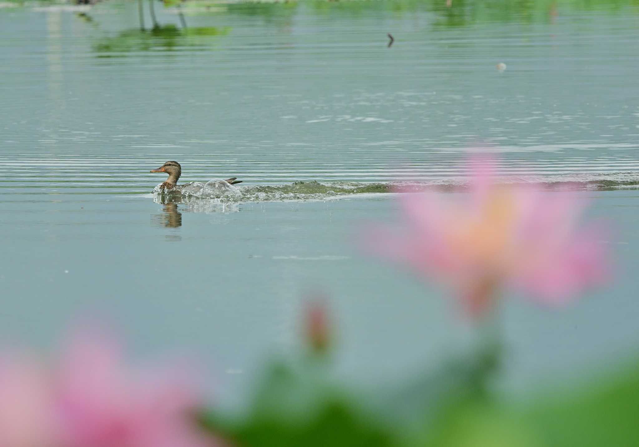 明見湖 マガモの写真 by 塩コンブ