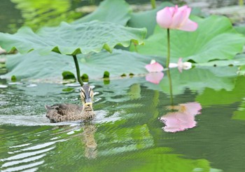 カルガモ 明見湖 2022年8月26日(金)