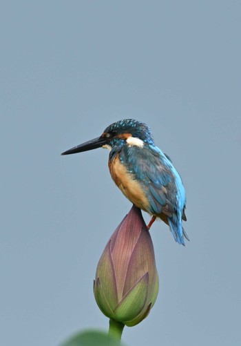 Common Kingfisher 明見湖 Fri, 8/26/2022