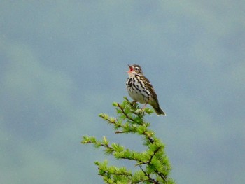 Olive-backed Pipit Senjogahara Marshland Sun, 6/12/2022