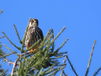 2022年8月26日(金) 札幌市南区藤野の野鳥観察記録