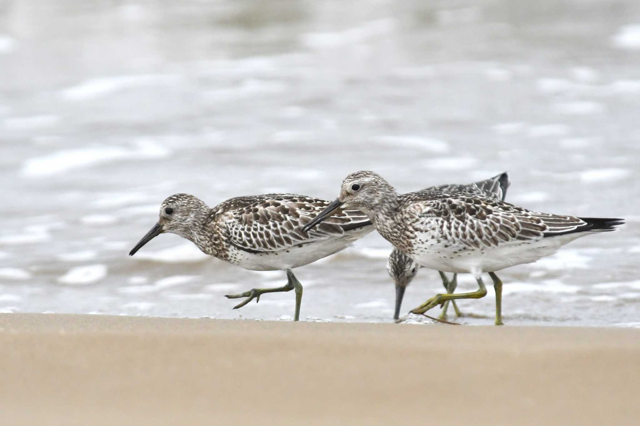 Great Knot