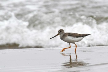 Terek Sandpiper 千里浜(石川県羽咋市) Fri, 8/26/2022