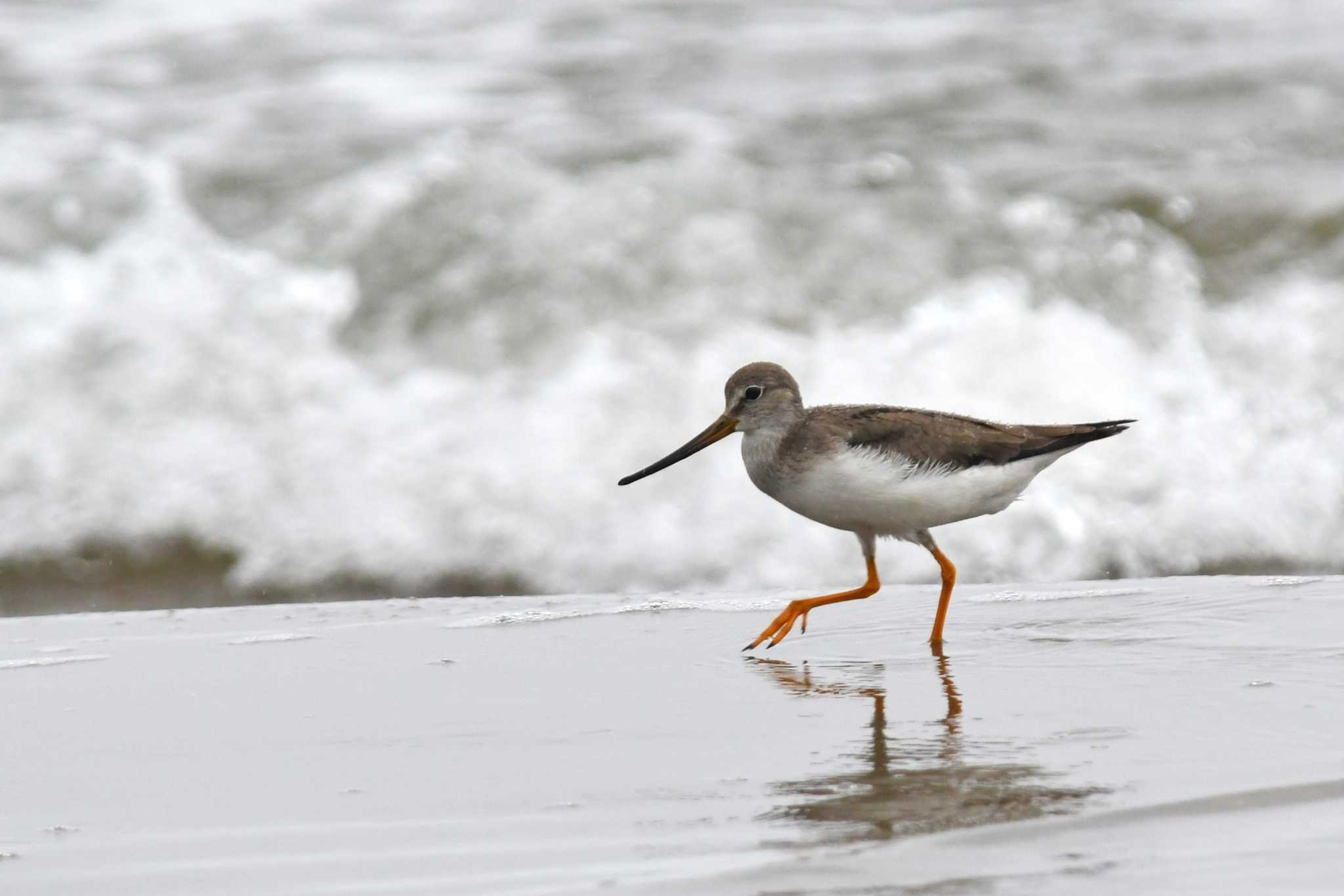 Terek Sandpiper