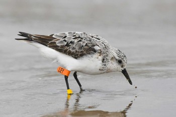 Sanderling 千里浜(石川県羽咋市) Fri, 8/26/2022