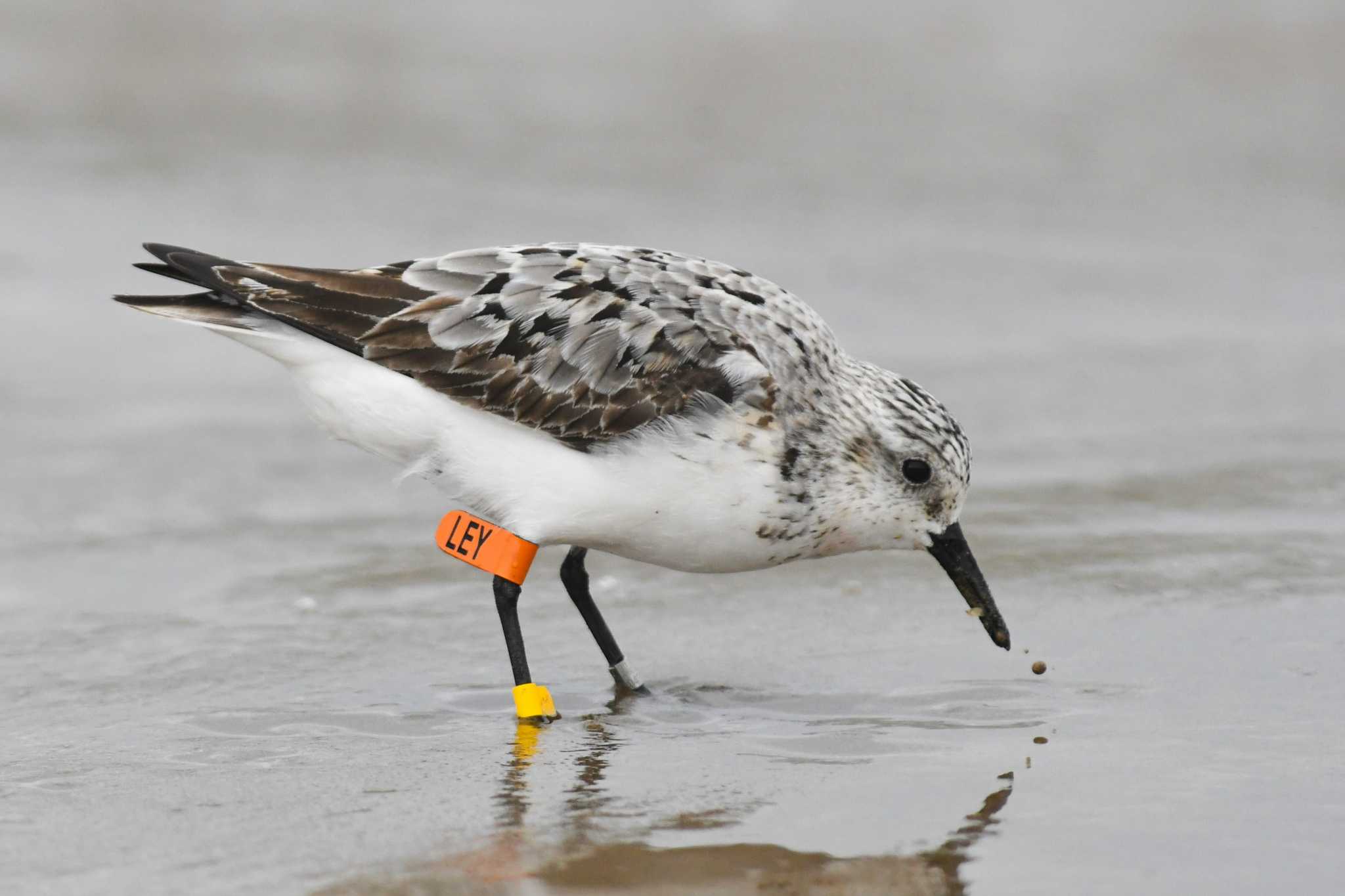 Sanderling