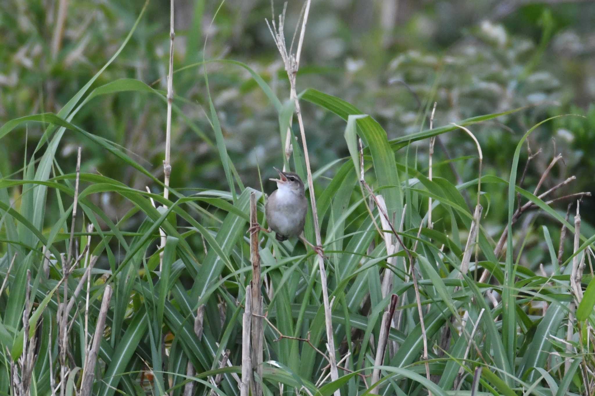 三宅島 ウチヤマセンニュウの写真 by あひる